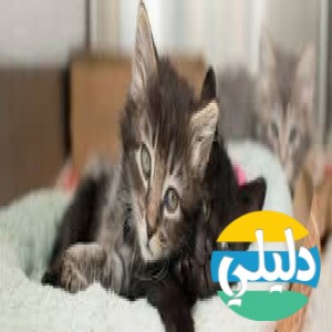 الدليل العربي-مواقع مجتمعية-أطفال-kitten rescue