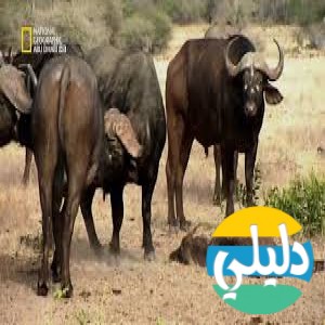 الدليل العربي-مواقع علمية-نبات وحيوان-nat geo