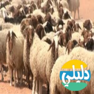 الدليل العربي-مواقع إخبارية-مجلات-اراسكو فييد