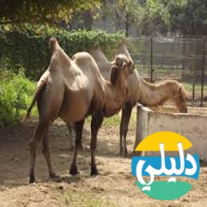 الدليل العربي-مواقع علمية-نبات وحيوان-حديقة حيوانات الجيزة
