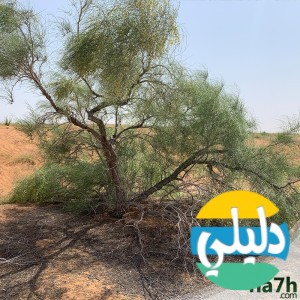 الدليل العربي-متجر فلاحة