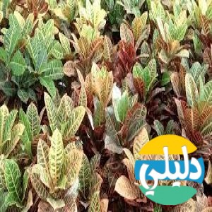 الدليل العربي-مواقع علمية-نبات وحيوان-متجر مشتلي