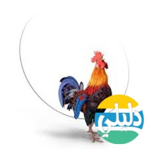 الدليل العربي-مواقع تقنية-جرافكس تصميم-Pixelsquid