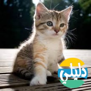 الدليل العربي-مواقع مجتمعية-أطفال-kitten rescue