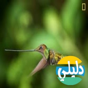 الدليل العربي-ناشونال جيوجرافيك